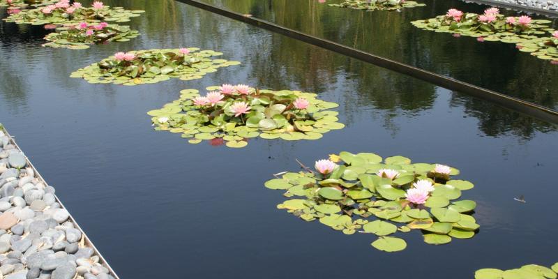 Moderne tuin met strakke vijver